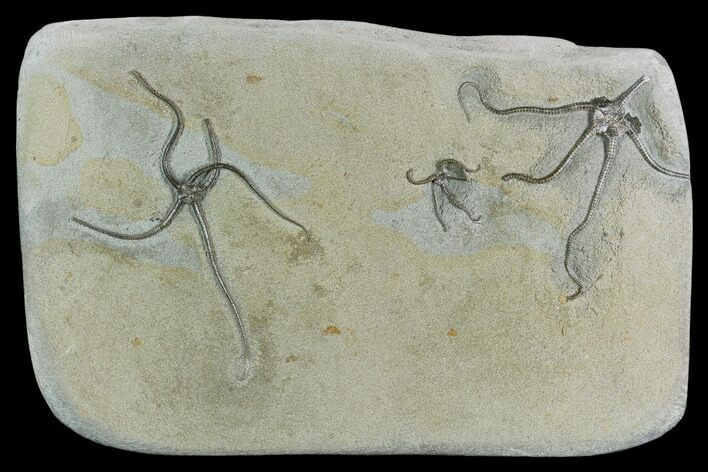 Three Jurassic Brittle Stars (Palaeocoma) - Lyme Regis #121326